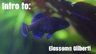 Intro to Elassoma Gilberti Gulf Coast Pygmy Sunfish [upl. by Eiryt]