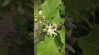 TAKOKAK ‼️ SOLANUM TORVUM takokak solanum solanumtorvum [upl. by Hinson]