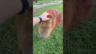 Capybara falls down when touched Capybara Raptor Animals confusing behavior I envy the mental s [upl. by Folberth]