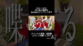 2024年秋分〜冬至の双子座の運勢 タロット タロット占い 占い 占い師 占い当たる 占いyoutube 仕事運 恋愛 無料占い [upl. by Akim61]