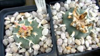 my cacti collection september 2011 [upl. by Gnahk]