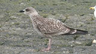 Lesser Blackbacked Gull Larus fuscus Maasvlakte ZH the Netherlands 13 Oct 2024 28 [upl. by Moyers]