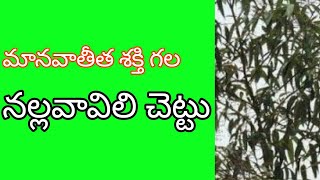 మానవాతీత శక్తి గల నల్ల వావిలి చెట్టు ఉపయోగాలు use of nalla vavili tree [upl. by Goldshlag964]