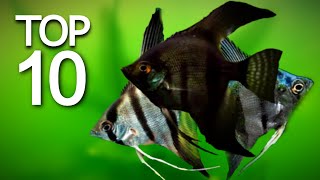 Top 10 Beautiful Angel Fish [upl. by Atteselrahc407]