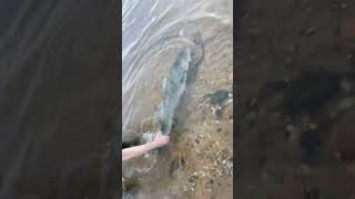 Big Rock fish in the river  rockfish rockfishing fishing limitsby9 river spinner [upl. by Noreht]