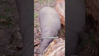 The Pig with Tusks That Could Turn Fatal animalfacts babirusa [upl. by Illib]