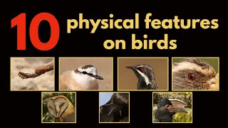 10 PHYSICAL FEATURES ON BIRDS [upl. by Nahs]