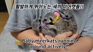 활발하게 뛰어노는 새끼 미어캣들 Baby meerkats running around actively [upl. by Akcira250]