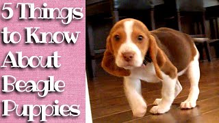 Things to know about Beagle Puppies [upl. by Sutelc200]