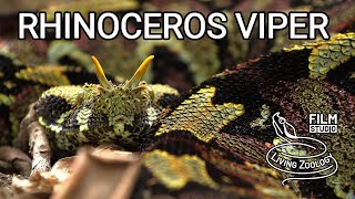 Deadly venomous Rhinoceros viper Bitis nasicornis from Africa gabino  hybrid with Gaboon viper [upl. by Fedora585]