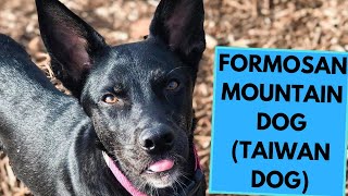 Formosan Mountain Dog  Taiwan Dog  TOP 10 Interesting Facts [upl. by Ynolem513]