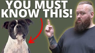 3 THINGS TO KNOW BEFORE GETTING A STAFFORDSHIRE BULL TERRIER [upl. by Eitsim]