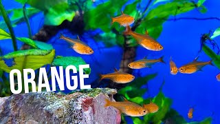 Top 5 ORANGE Fish for Nano Aquariums 🍊 [upl. by Earlene]