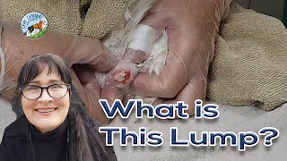 Gigantic sebaceous cyst hiding on guinea pig  can Cavy Central help him [upl. by Jordain325]