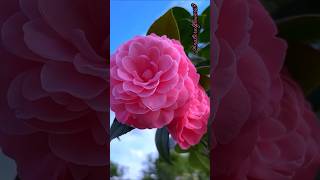 Camellia Flowers so beautiful nature love flowers [upl. by Arakaj189]