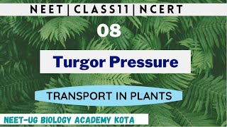 Turgor Pressure  Wall Pressure  Transport in Plants  Plant Physiology Biology Class11 chapter 11 [upl. by Fini790]