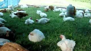 Pastured Meat Chickens [upl. by Ezar]