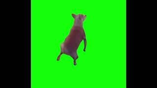 Dog Twerking Meme  Green Screen [upl. by Lan]