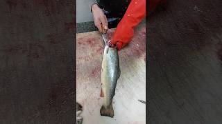 rainbow trout fillet fish [upl. by Aratahs]