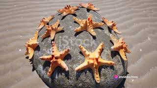 Starfish Spectacle Unveiling 12 Remarkable Species [upl. by Nonnag]