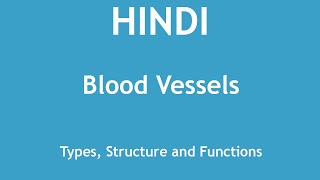 Blood Vessels  Types Structure and Functions HINDI  Dr Shikha Parmar [upl. by Garnet]