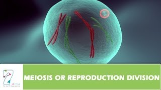 MEIOSIS OR REPRODUCTION DIVISION  PART 02 [upl. by Feriga718]