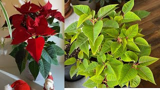 Flor de pascua por más tiempo Actualización poinsettia [upl. by Audris200]