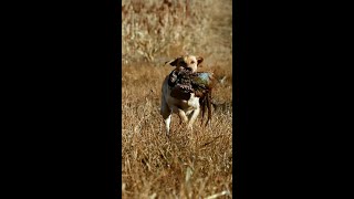 Its Pheasant Season [upl. by Bradwell]