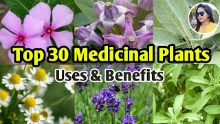 30 Medicinal Plants And Their Uses  Ayurvedic Plants Names  Medicinal Herbs  Lipsha world [upl. by Ecirtnahc]