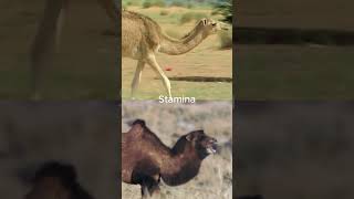 Dromedary Camel vs Bactrian Camel shorts [upl. by Nwahsear630]