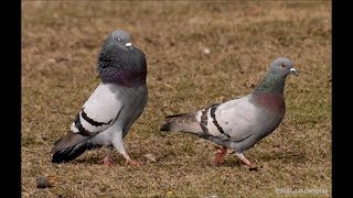 feral rock pigeons vs Racing Homers pigeons [upl. by Wildee]