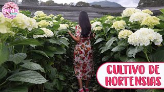 TOUR POR CULTIVO DE HORTENSIAS DE EXPORTACIÓN Así se cuidan las hortensias a lo grande │Candy Bu [upl. by Quintie]