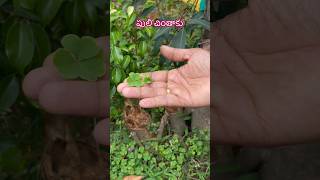 పులి చింతాకు pulichintaku indian sorrel Oxalis corniculate  Pulichintala aaku leafy vegetables [upl. by Allimac]