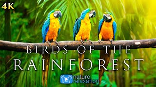 4K Breathtaking Colorful Birds of the Rainforest  1HR Wildlife Nature Film  Jungle Sounds in UHD [upl. by Nayt]