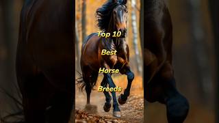 Expert Horse Trainer Reveals TOP 10 Best Horse Breeds [upl. by Haff]