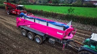 2x Grimme  Benne 3 essieux Rose  Arrachage de PDT [upl. by Oibaf]