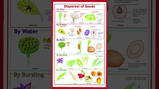 Dispersal of Seeds seeds dispersion biologyscience biology seed [upl. by Kwok]