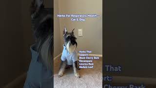 Herbs For Respiratory Health  Cat amp Dog [upl. by Ocirederf287]