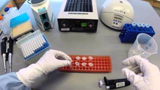 DNA Extraction Protocol  Part 1 [upl. by Entwistle143]