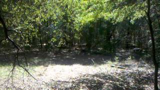 Training Treeing Walker Coon Hound Part 1 [upl. by Castle]