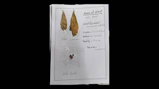 plant herbarium sheet practicum for d el ed 4th sem [upl. by Deyas525]