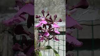 Encyclia shortsviral orquideas orchid flores cultivo vidanaroca [upl. by Drona]