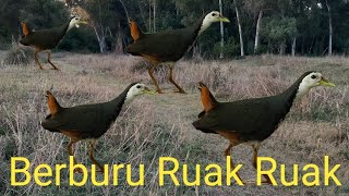 jalmurgi ka shikar‼️jalkukdi pakdane ka trika❗white breasted waterhen bird hunting with sound trap [upl. by Adeirf]