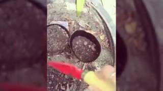 How to plant watermelon seeds Easy [upl. by Mariel]