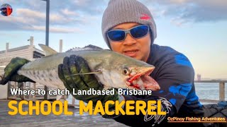 Where to catch LANDBASED SCHOOL MACKEREL BRISBANE [upl. by Burton935]