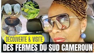 Cameroun visite des fermes sur la route du sud Cameroun [upl. by Holman]