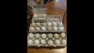 Araucana Chickens  Packaging Hatching Eggs for Shipping  April 182018 [upl. by Philan]