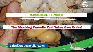 SACCULINA EXPOSED The Shocking Parasite That Takes Over Crabs [upl. by Eidualc176]