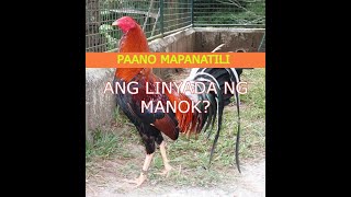 PAANO MAPANATILI ANG LINYADA NG MANOK  SABONGTIPS  TARI  TALPAK  SABONG  BAKBAKAN  TUKAAN [upl. by Chelsea]