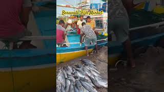 Beruwala fish market srilanka beruwala fishmarket [upl. by Carrew]